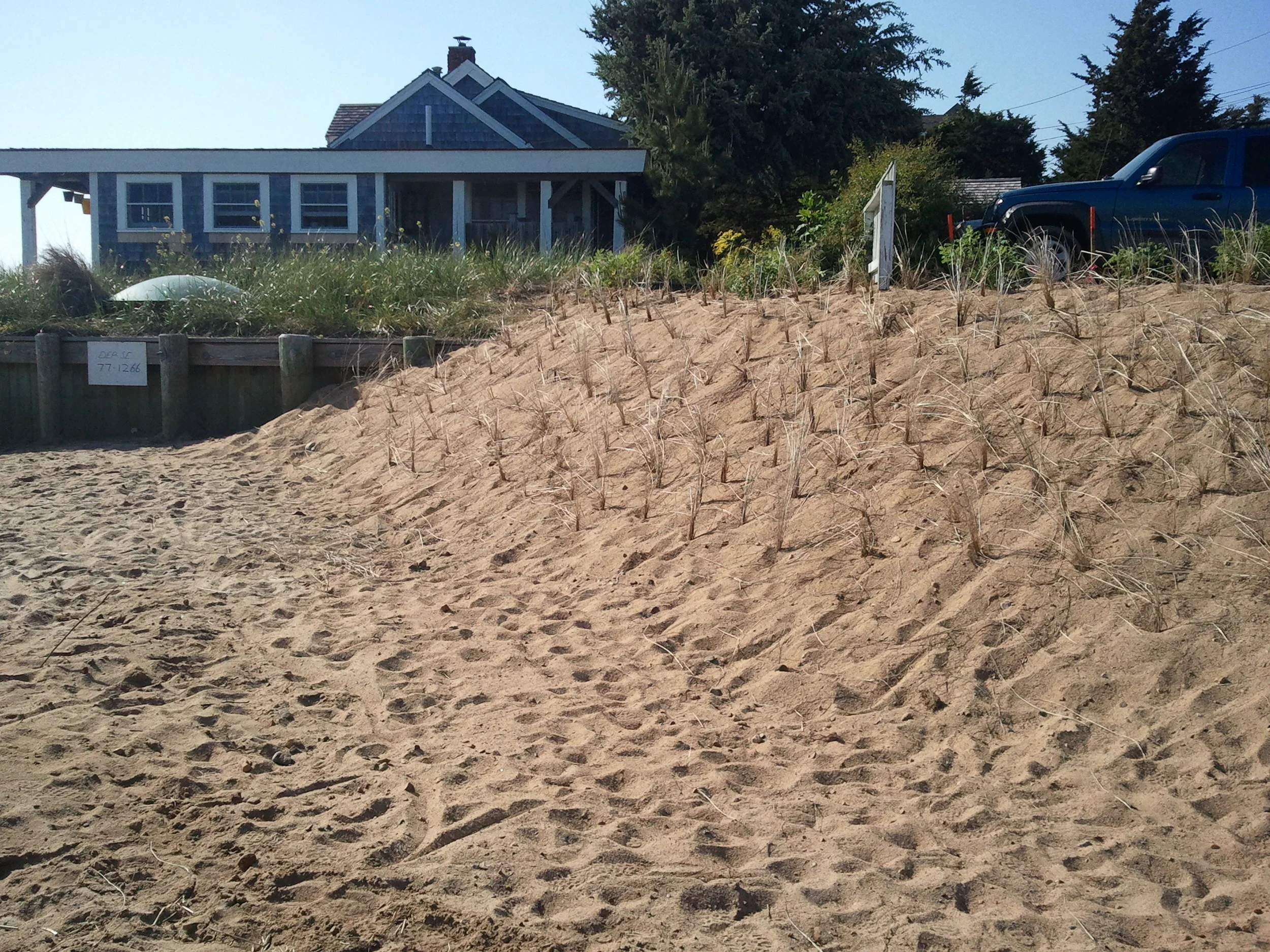 Beach Grass Planted.