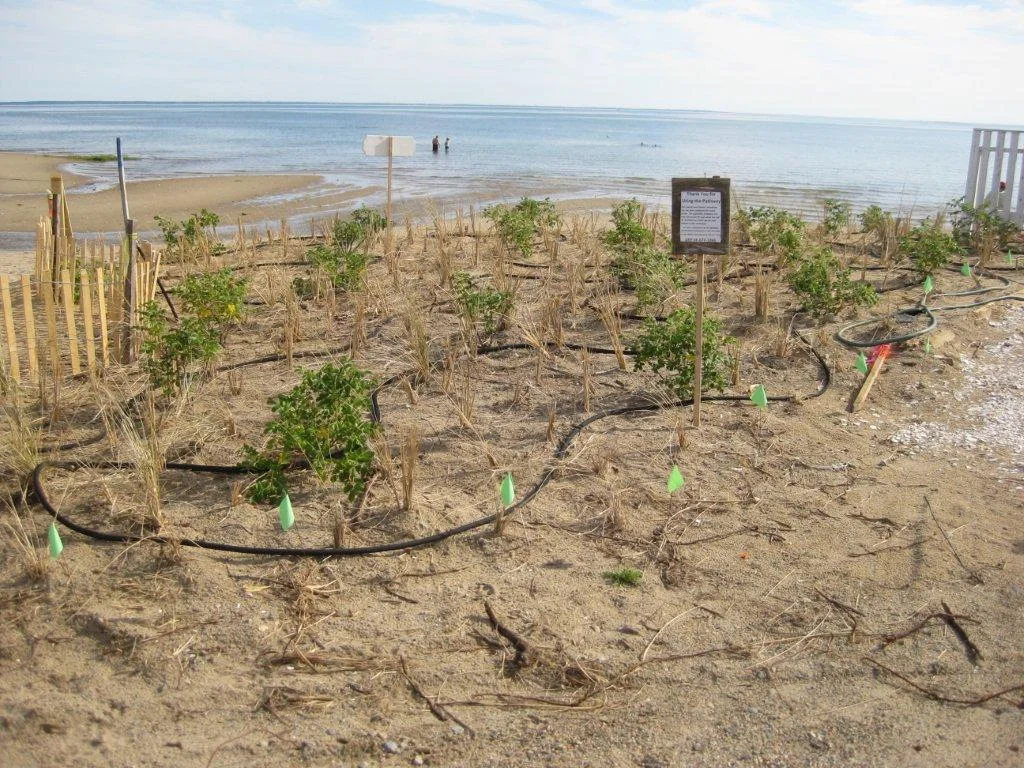 Native vegetation restored (Beach Grass, Roses) 
