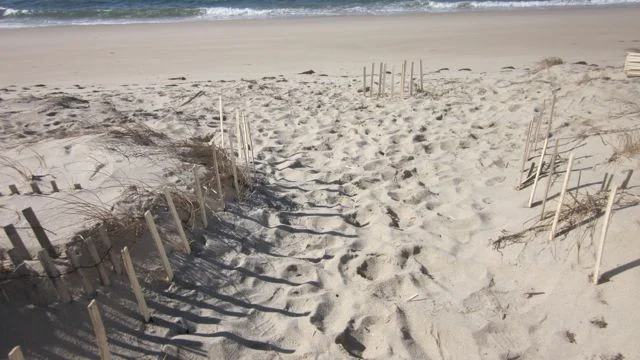 The 24" fencing not only stabilized the area by reducing erosion but it also began collecting a lot of sand. 