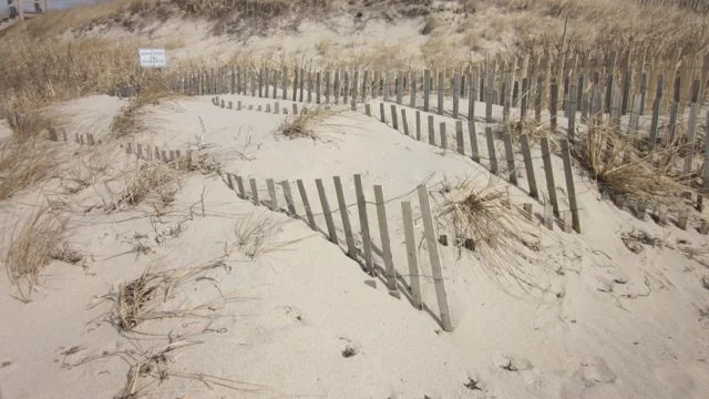 We added additional layers of fencing and planted beach grass.