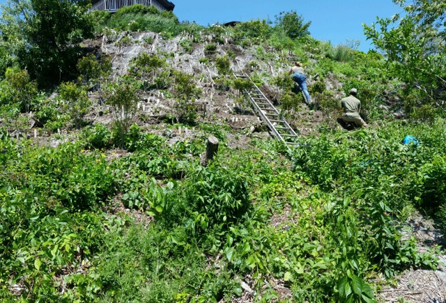 Steep slope covered with Sedum for erosion resistance - Sempergreen