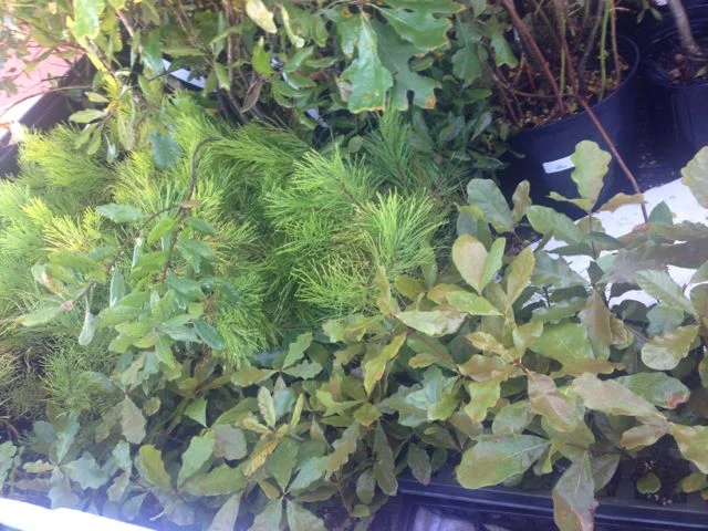 We receive small trees from local growers, shown here pitch pines and bear oaks.