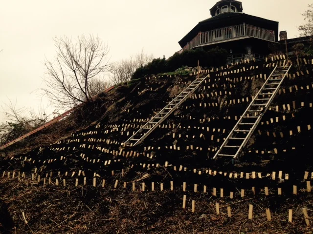 Result of invasive removal.
