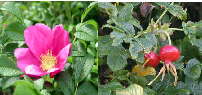 Salt Spray Rose Rosa Rugosa
