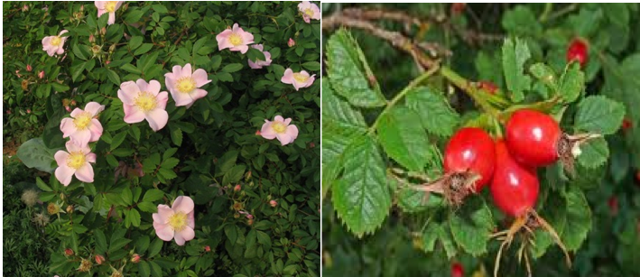 Virginiana Rose Rosa Virginiana