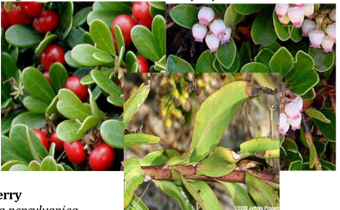 Bearberry or Hog Cranberry Arctostaphylos uva-ursi