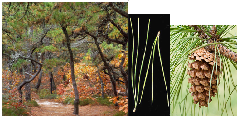 Pitch Pine Pinus rigada