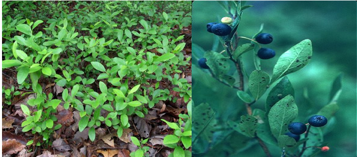 Lowbush Blueberry Vaccinium angustifolium