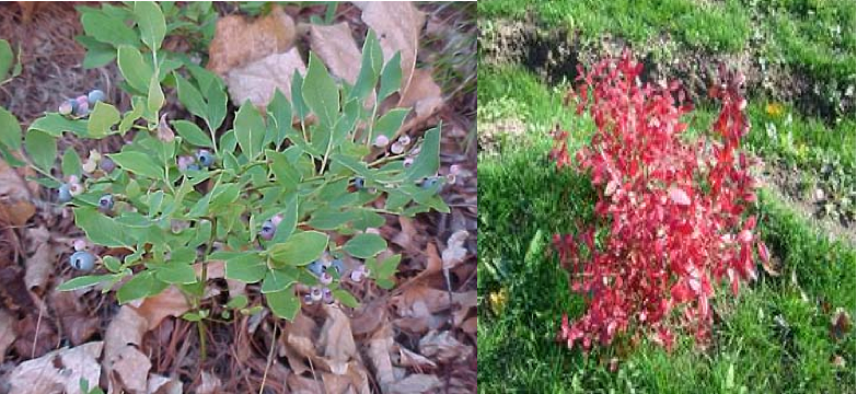Huckleberry Gaylussacia baccata