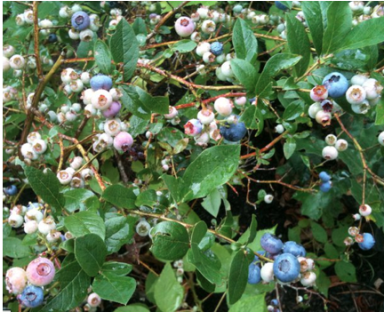 Highbush Blueberry: Vaccinium corymbosum