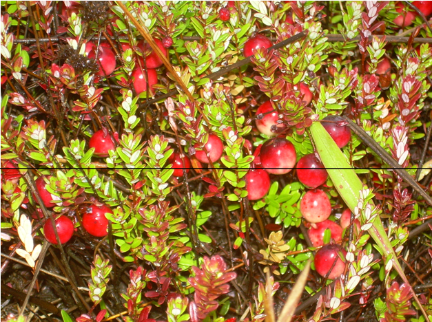 Cranberry: Vaccinium macrocarpon
