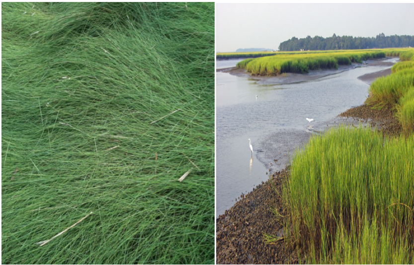 Salt Meadow Hay: Salt Marsh Cord Grass: Spartina patens Spartina alternaflora