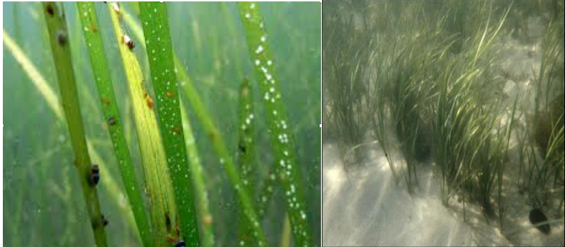 Eel Grass: Zostera marina