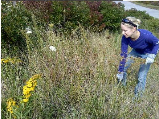 Our Intern Vida, removes Queen Anne's Lace, or "Wild Carrot" from a sensitive coastal habitat restoration. This invasive is removed before seeding, by gently (so seeds aren't released) pulling up the stems, root and all. 
