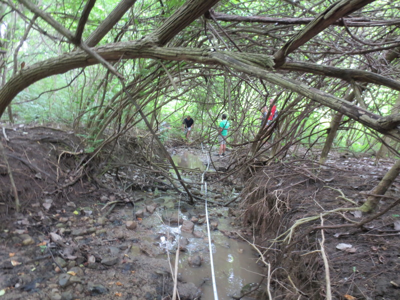 Invasives have created a canopy, preventing native understory from developing.