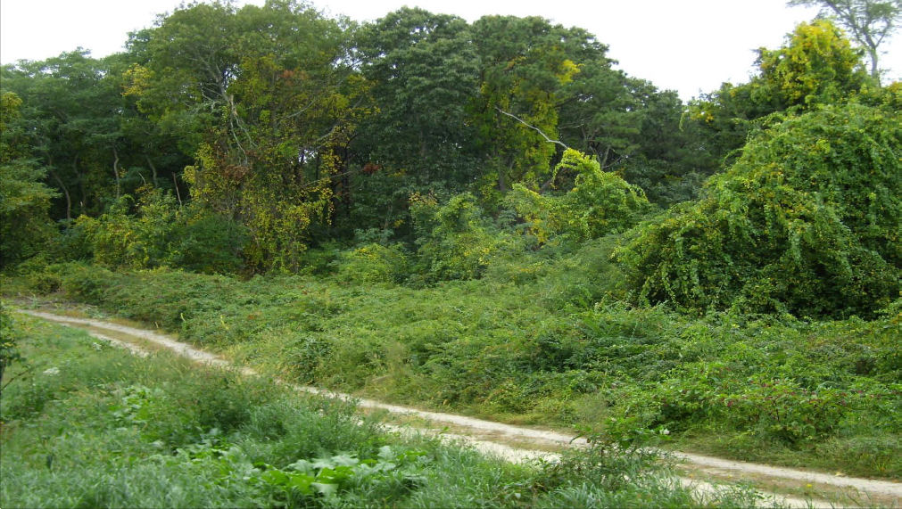 Invasive Plants can take over an area quickly, overwhelming native species.