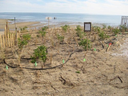  Native vegetation restored, consisting of beach grass and roses 
