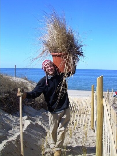  Beach grass was salvaged from sand and replanted after placement of fences 