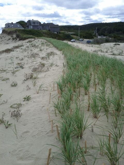  Eventual 160-foot wide, slope solution with beach grass and biomimicry along the crest 