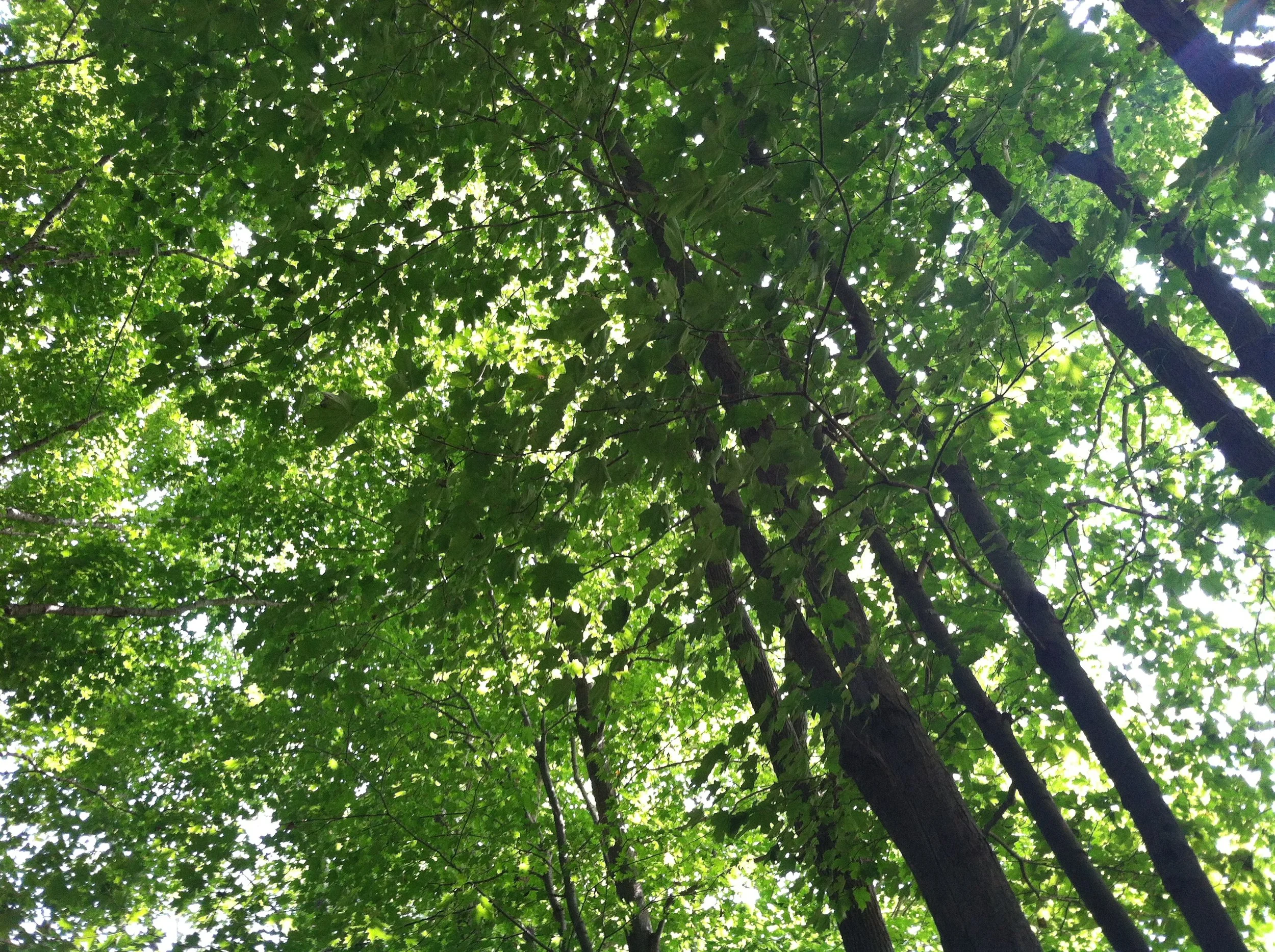 A sheltering canopy of leaves in Connecticut
