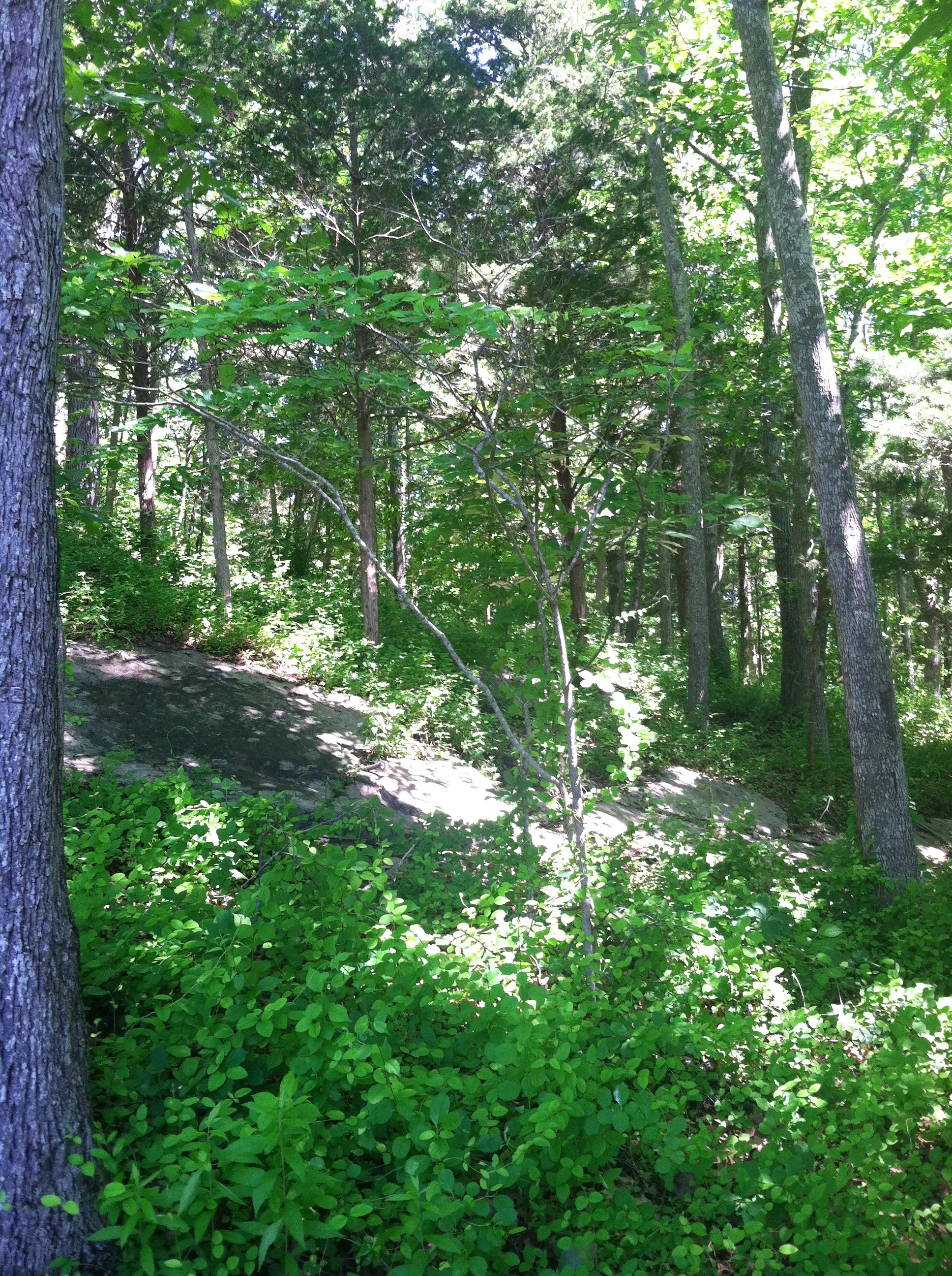 IMG_6179.jpg