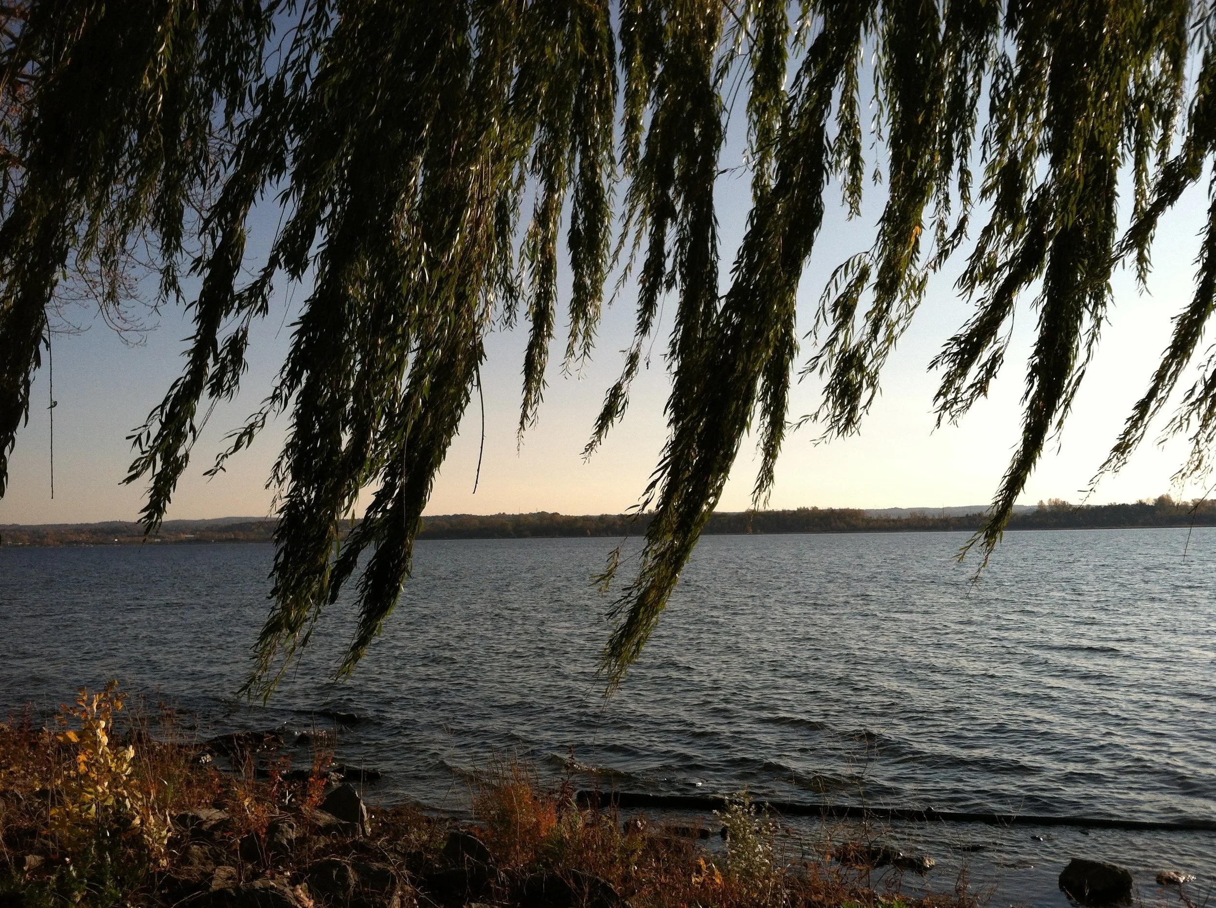 Willow hangs over Lake Onondaga