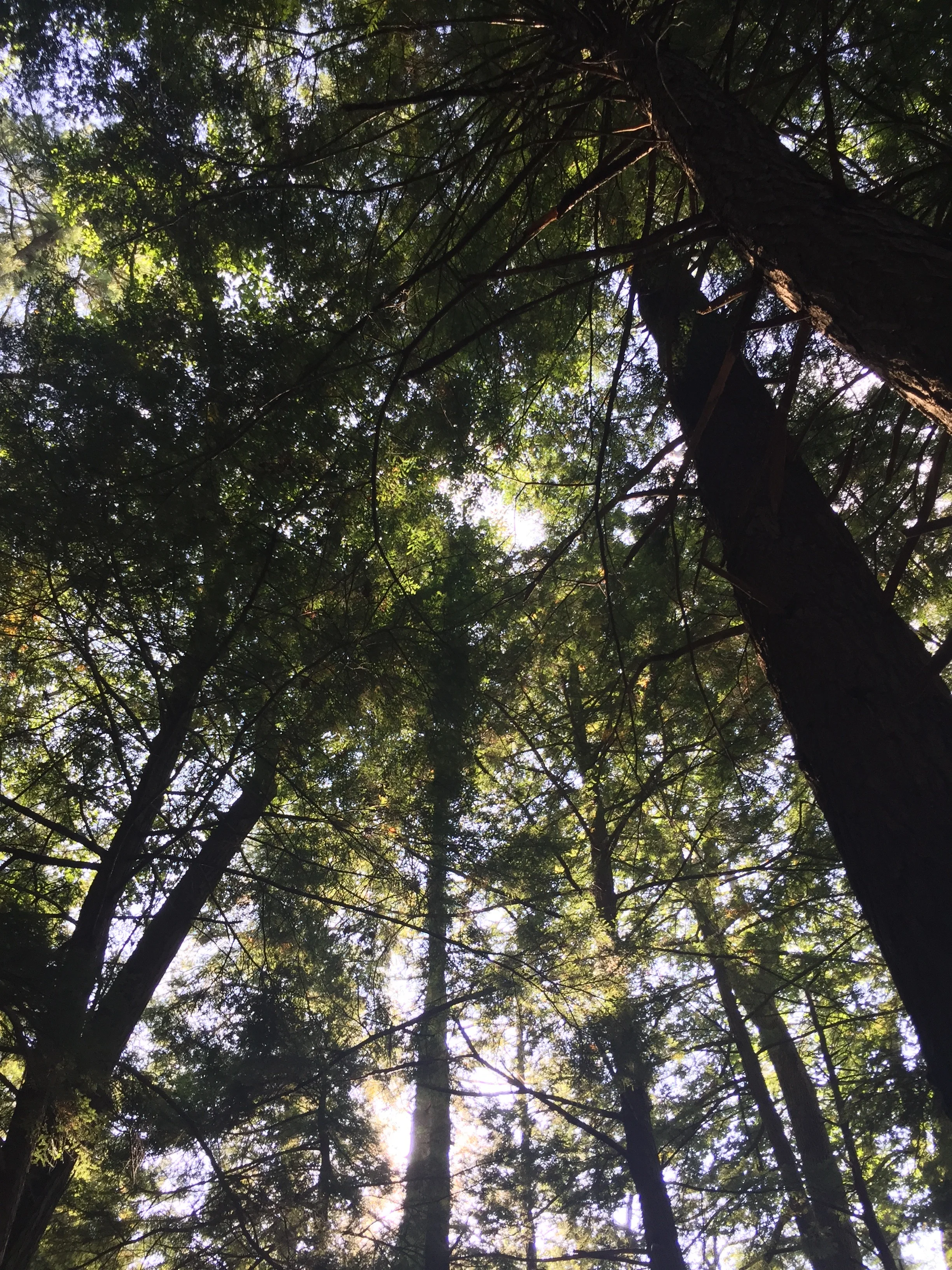 Tall trees by Lake Osego