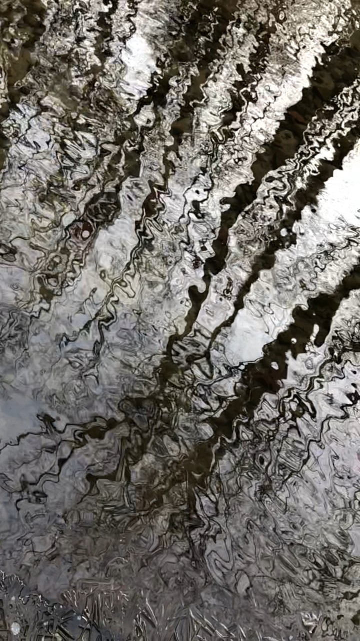 Trees reflection in water