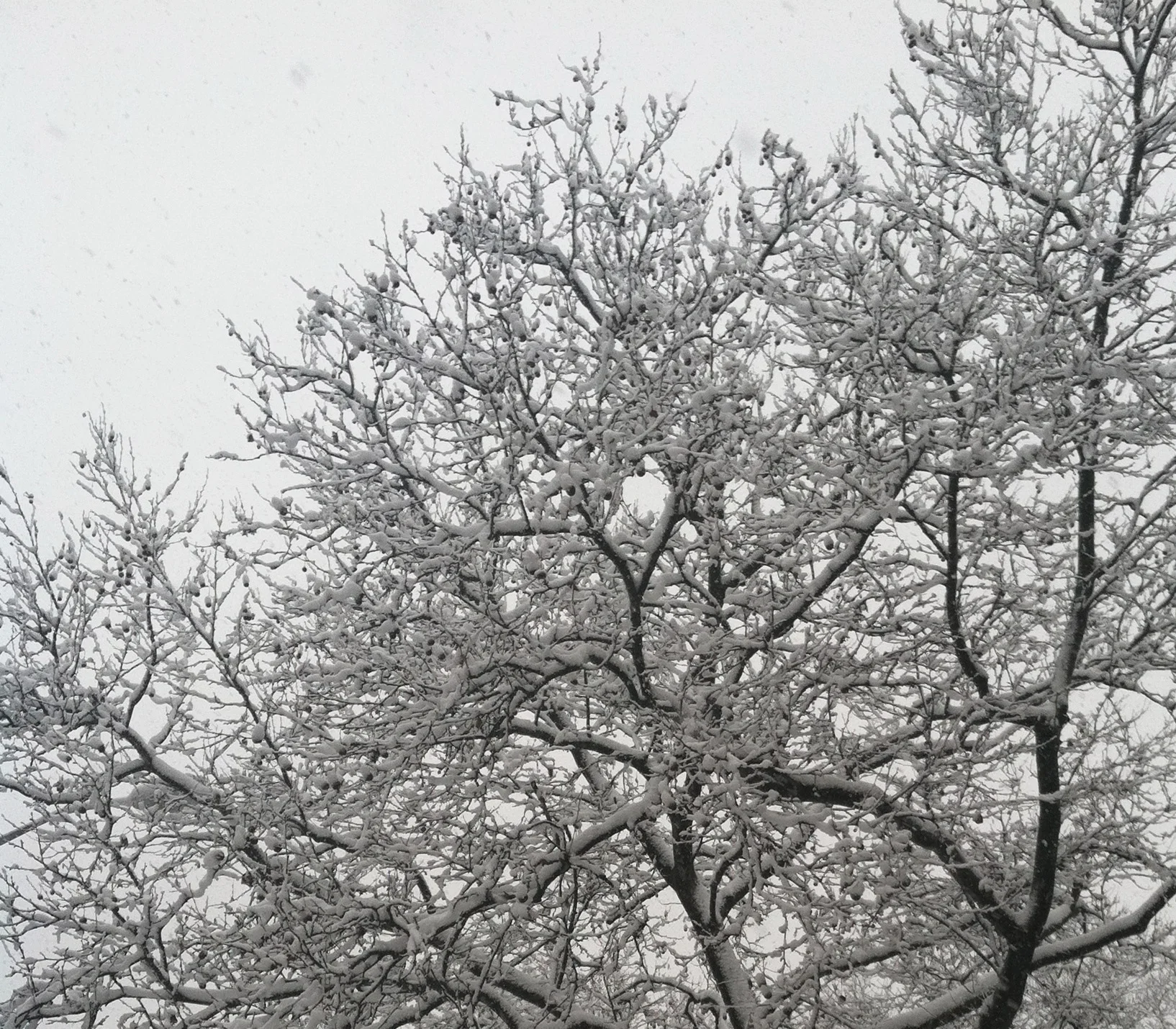 Snow gently falls on trees in New York