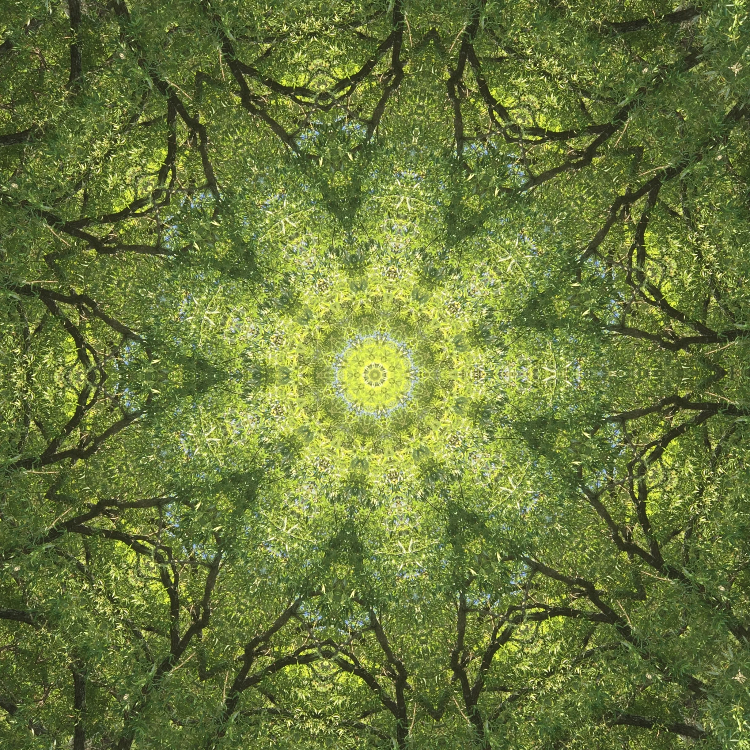 Magic forest mandala