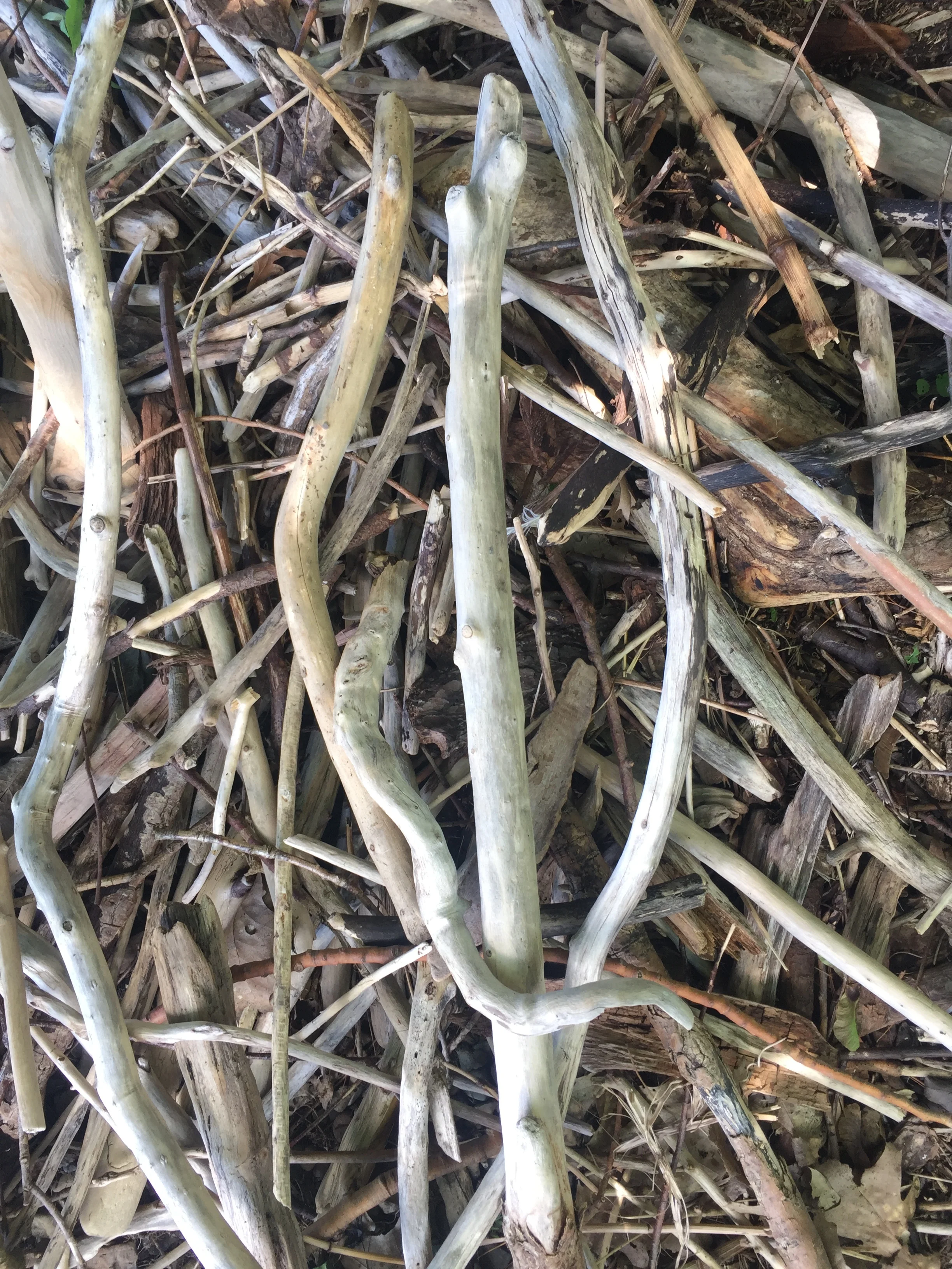Drift wood by Lake Otsego