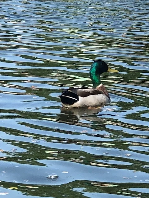 Duck in boat pond in Central Park, New York City