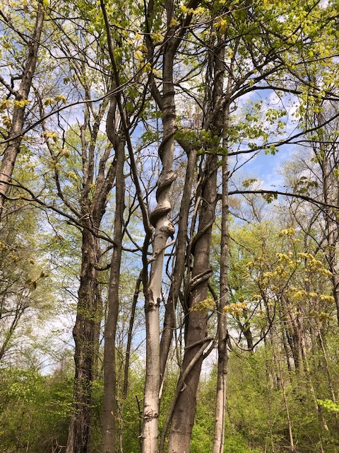Twsted trees in Connecticut forest