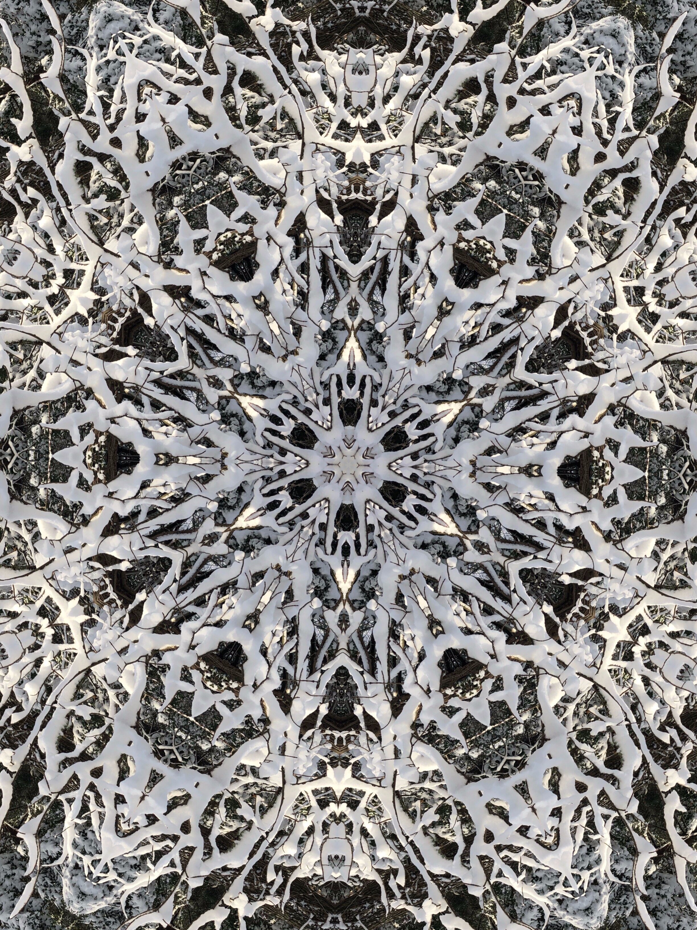 Snow covered branches