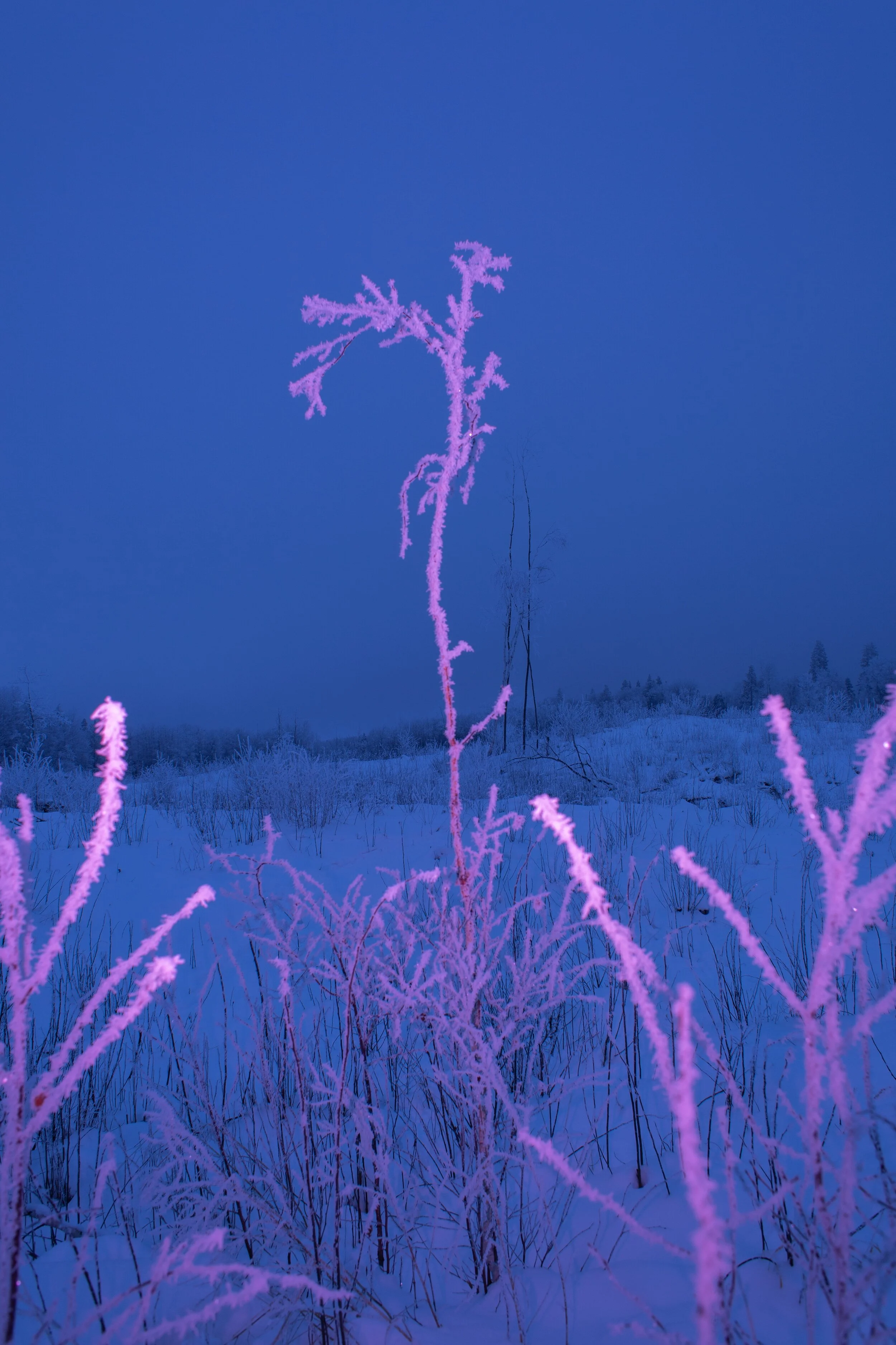 _V0A3088.JPG
