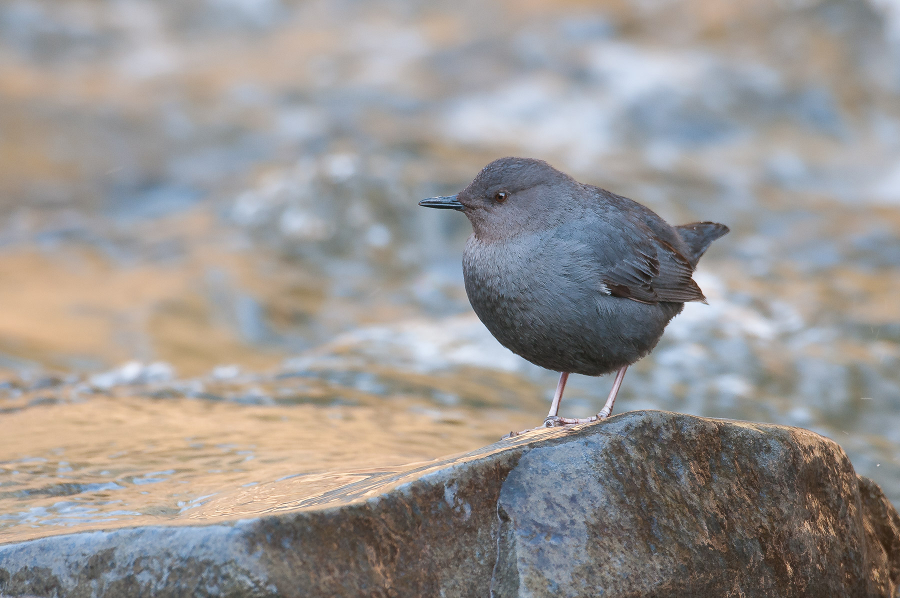 American Dipper
