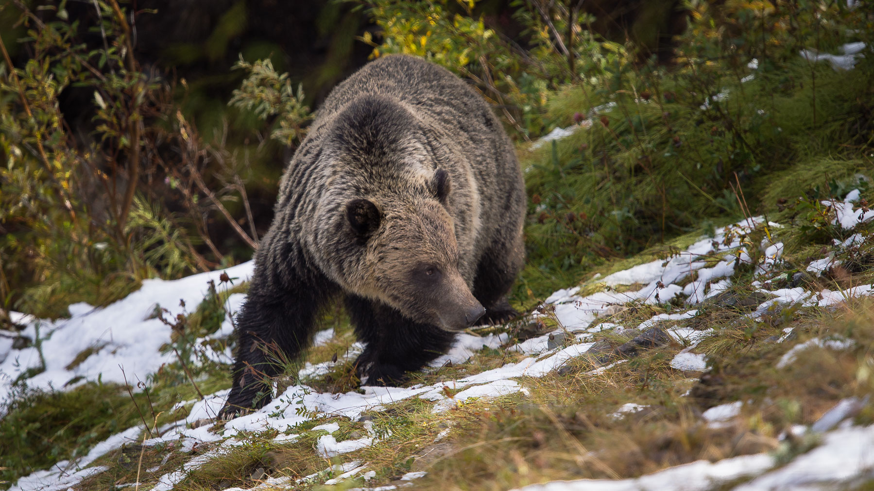Grizzly Bear In Spring