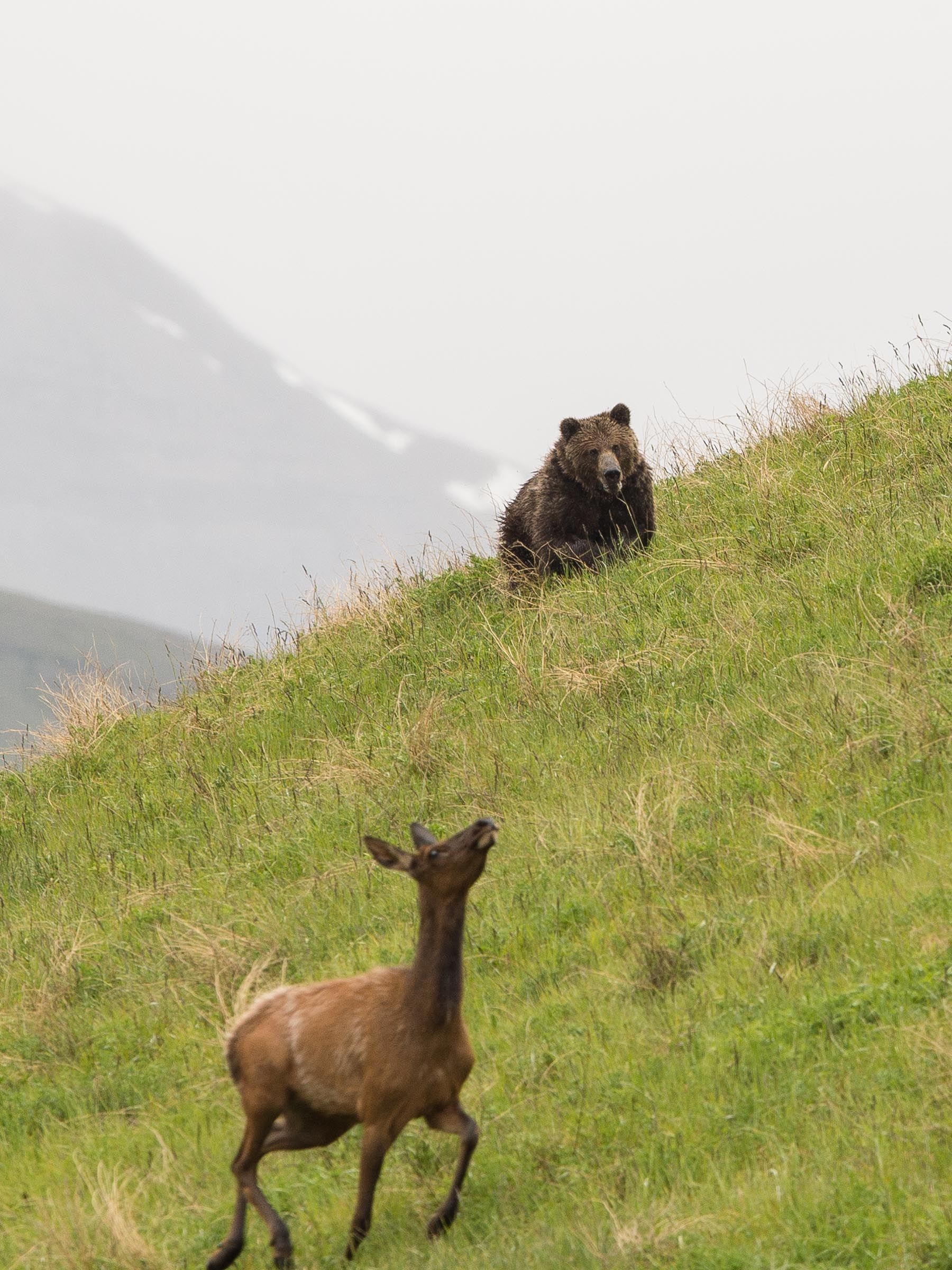 Grizzly Bear Attacks Elk