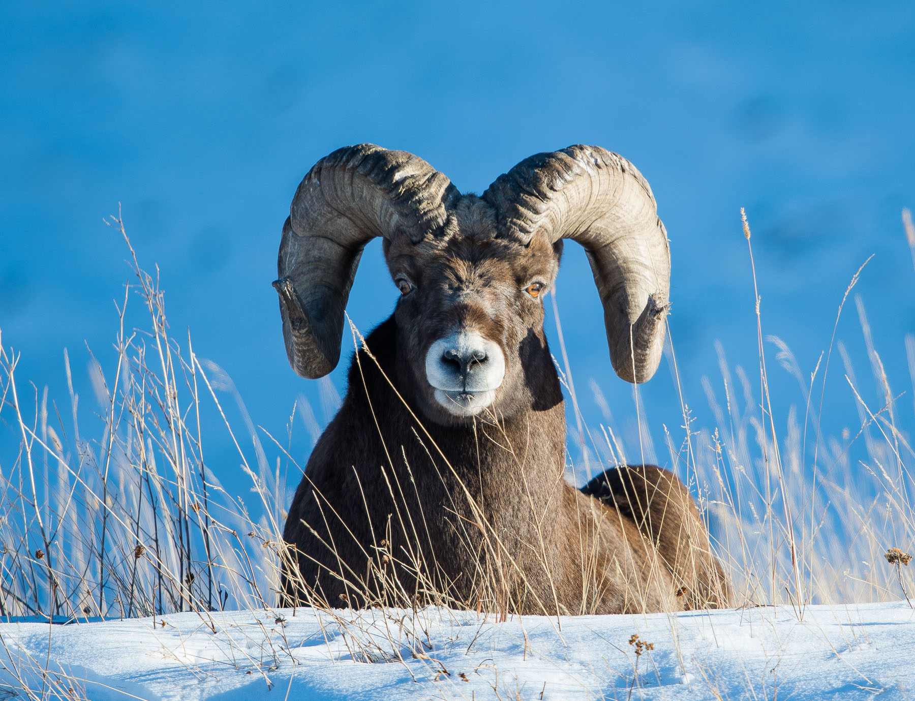 Bighorn in Winter Sun