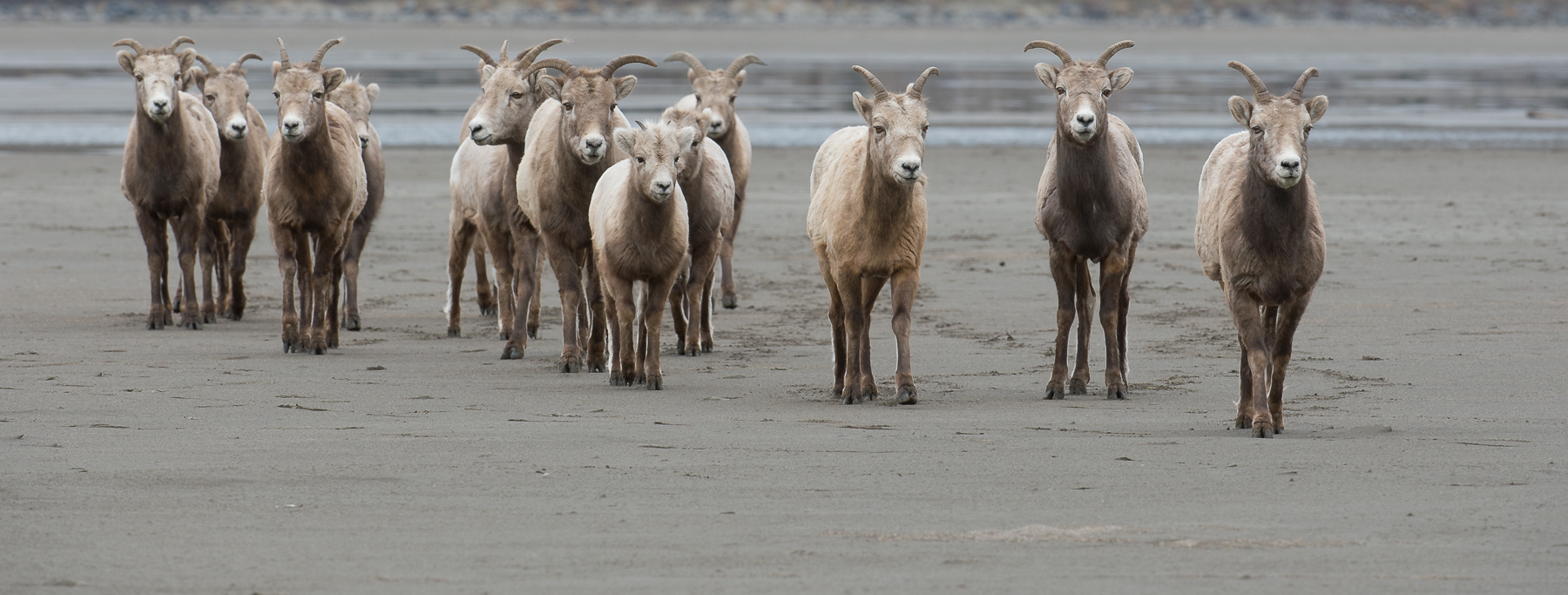 Bighorn Sheep Explore the Sandbars