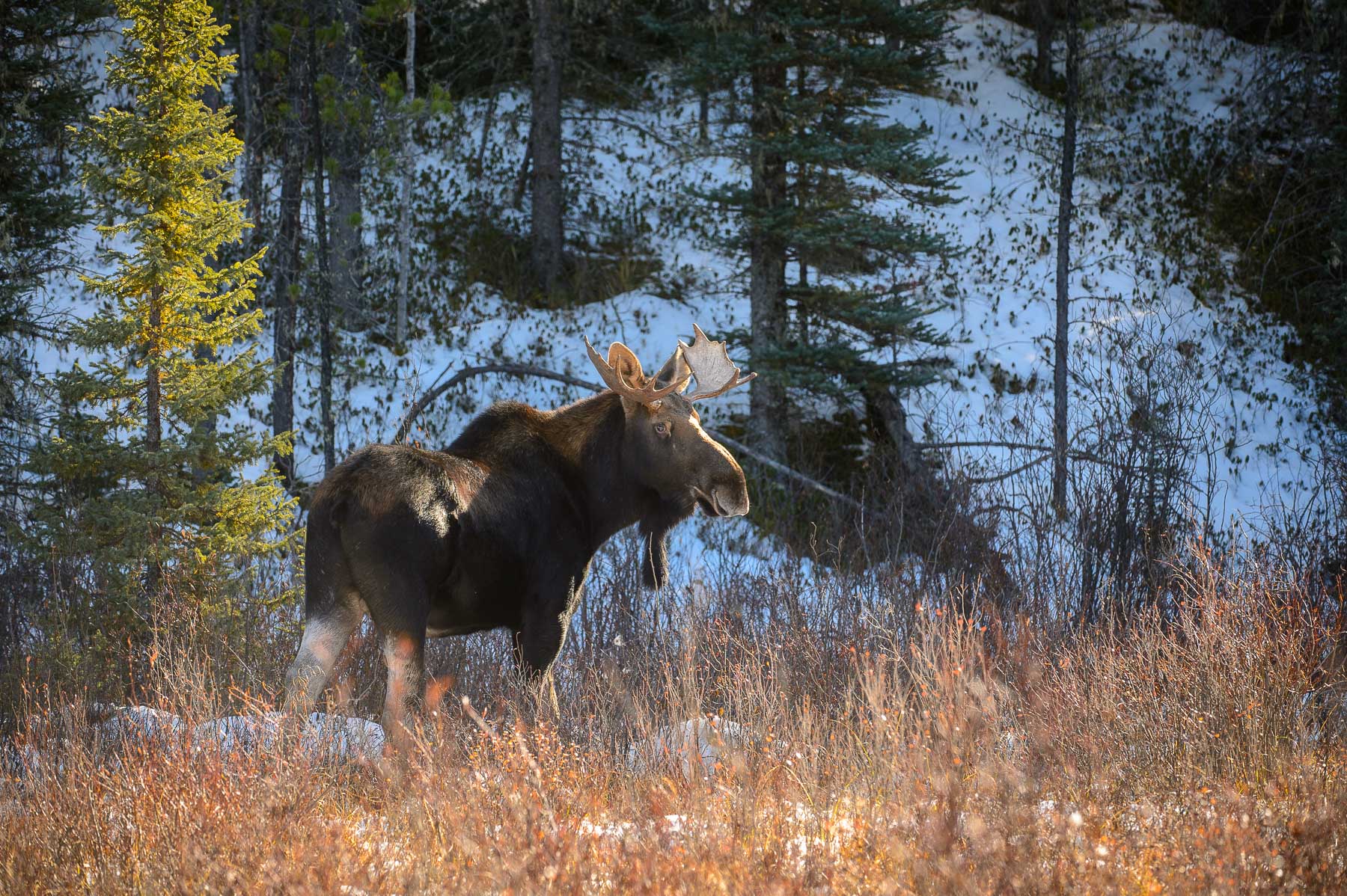 Bull Moose
