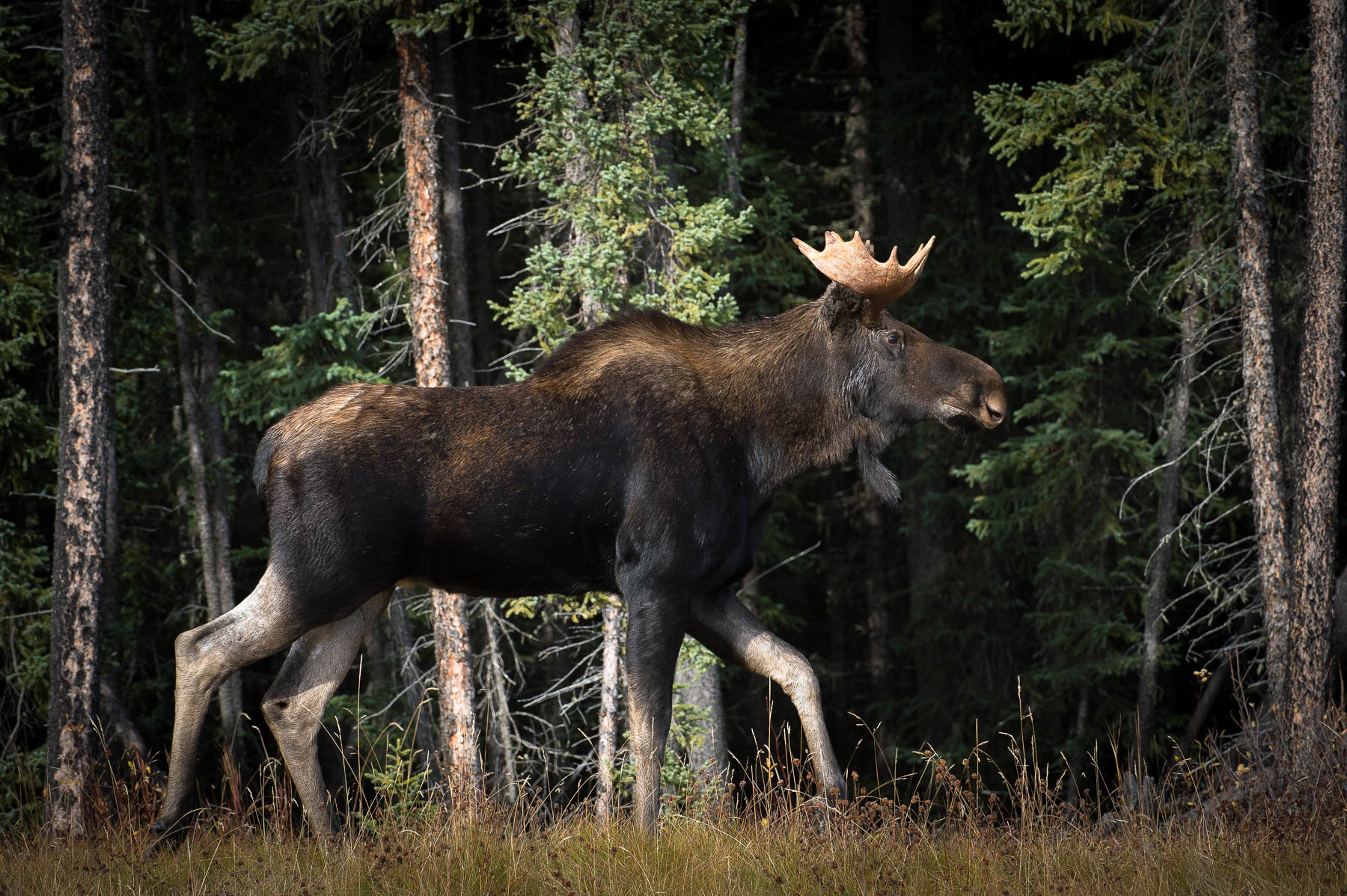 Iconic Moose