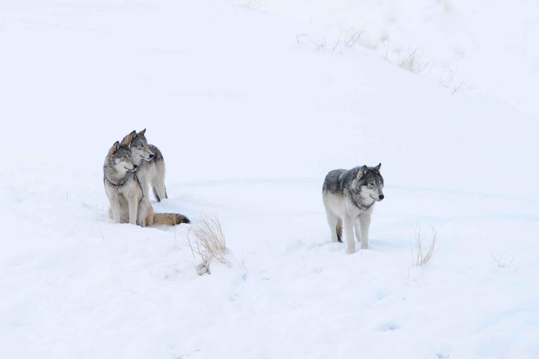 Wolves