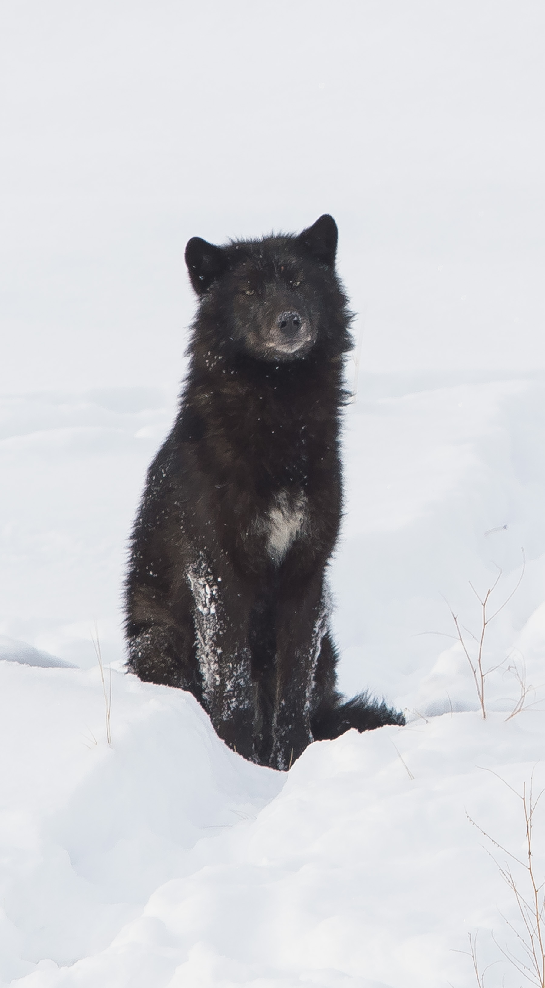 Wolf
