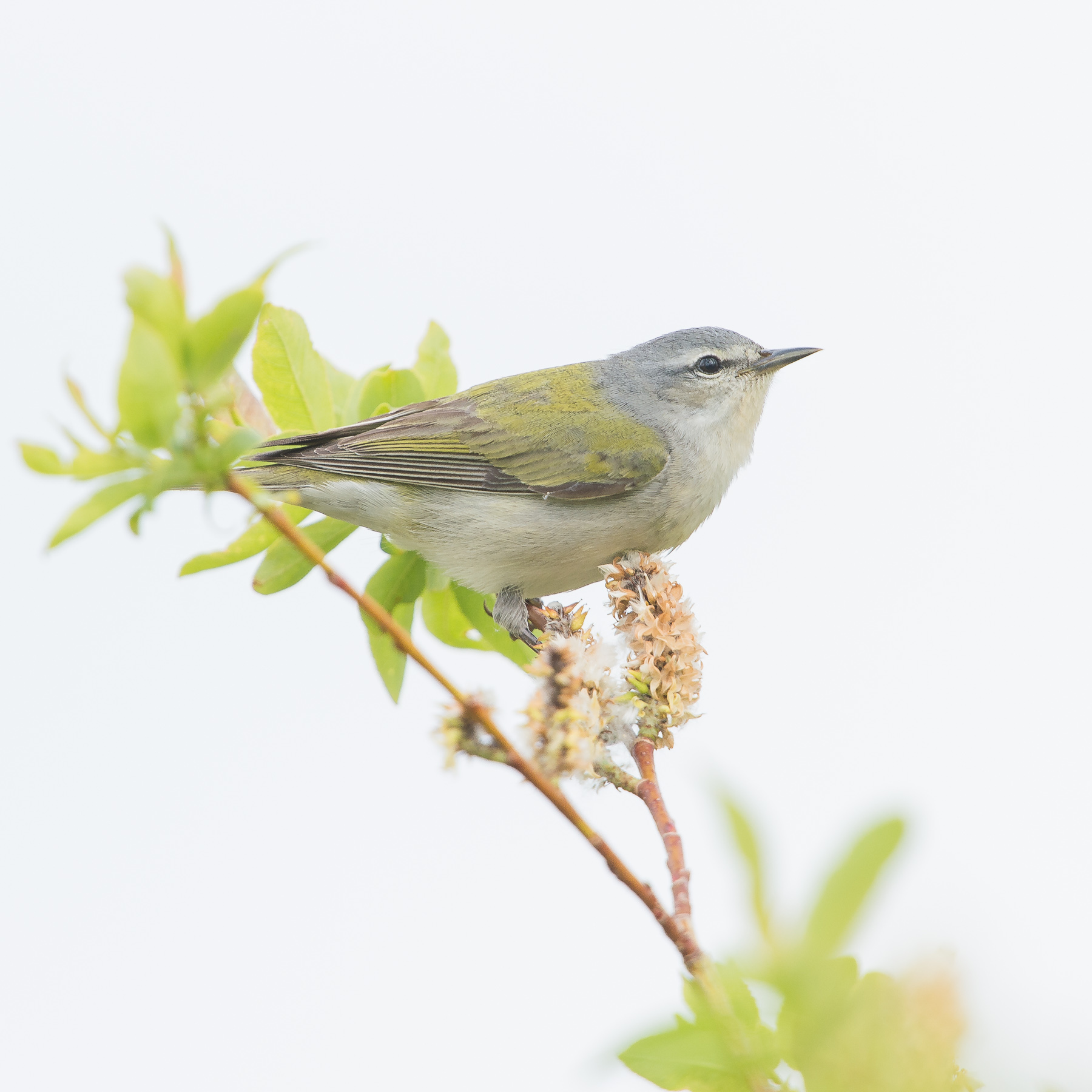 Tennessee Warbler