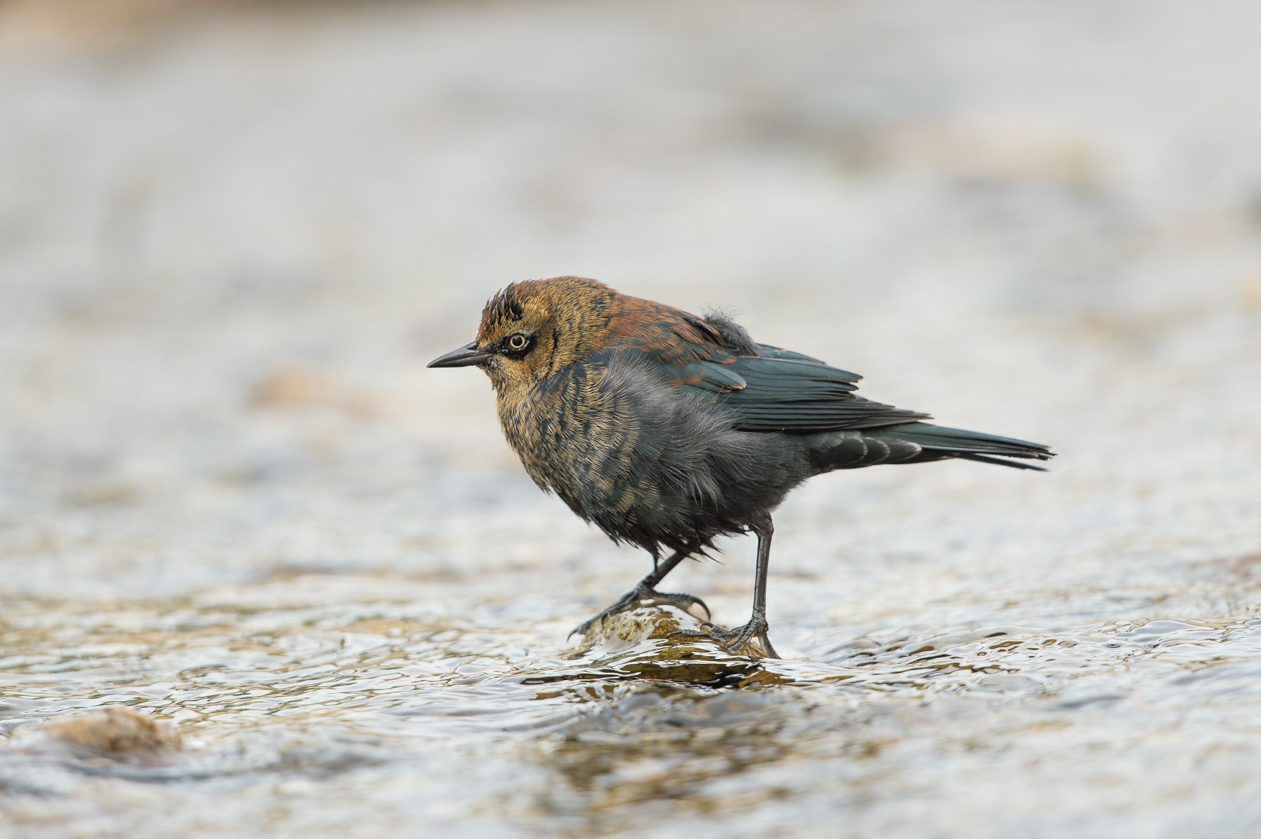 Rusty Blackbird