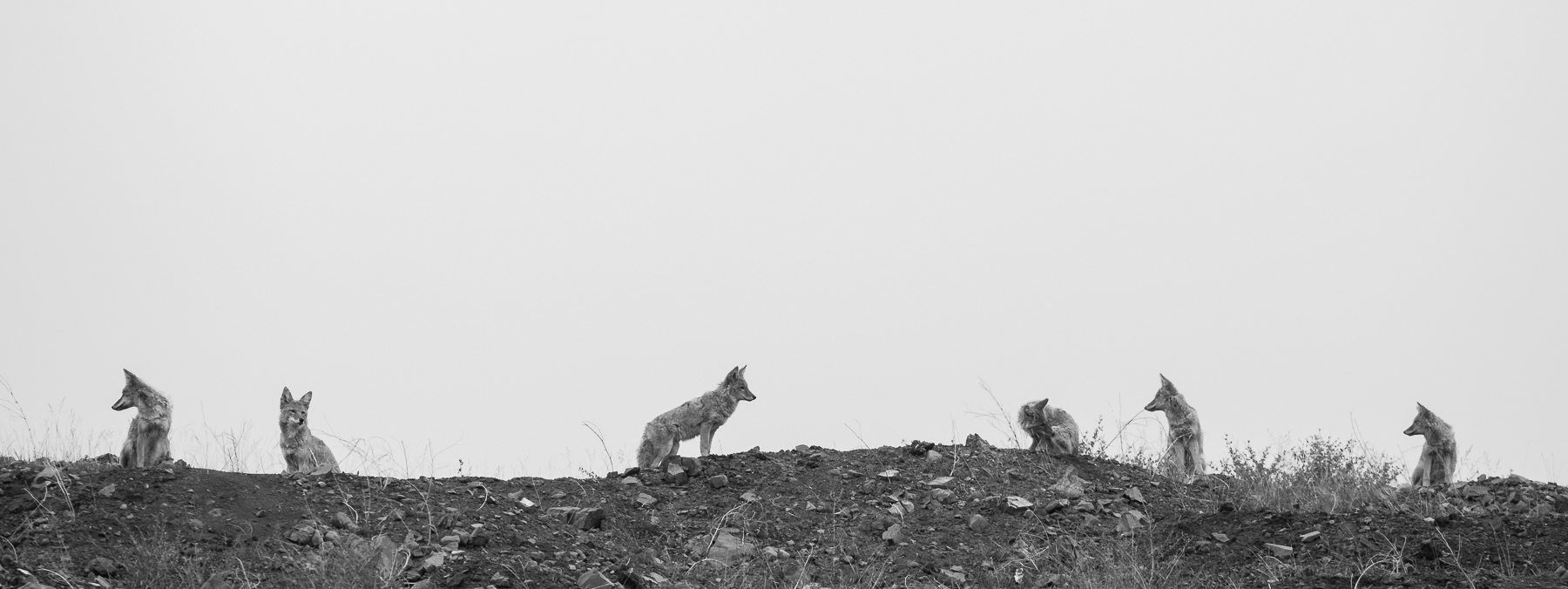 Litter of Coyotes
