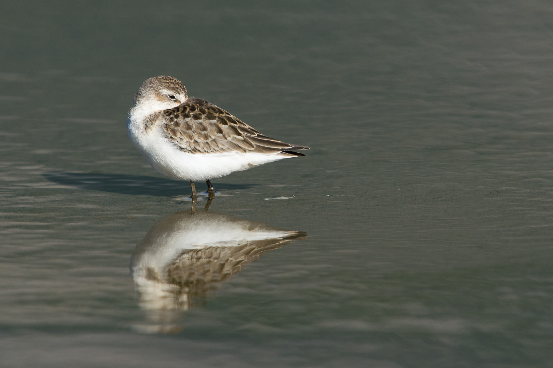 Baird's Sandpiper