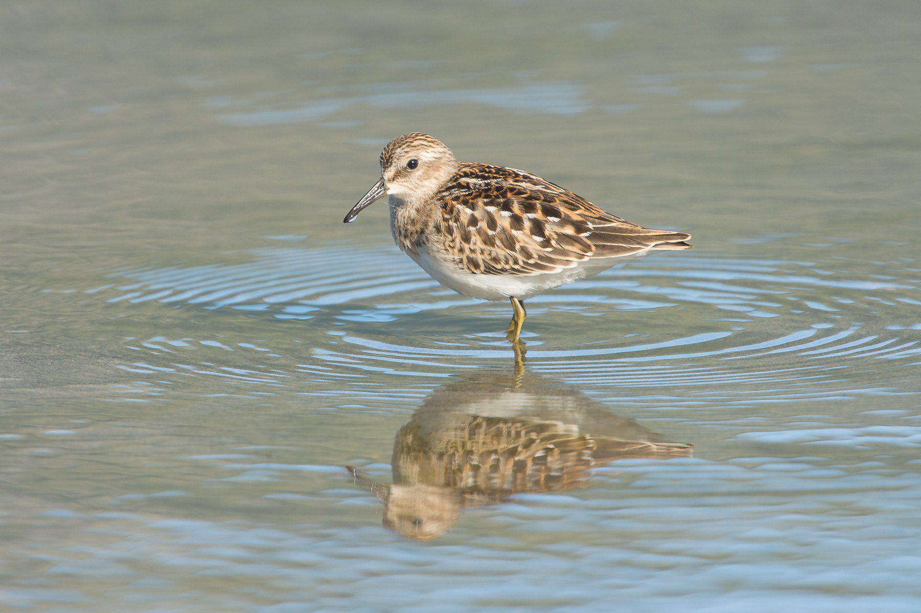 Baird's Sandpiper