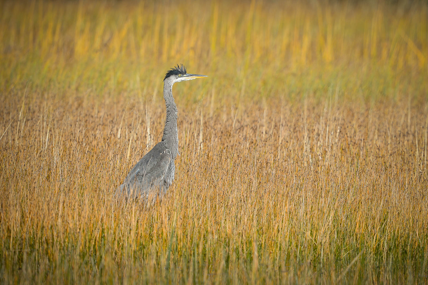 Great Blue Heron